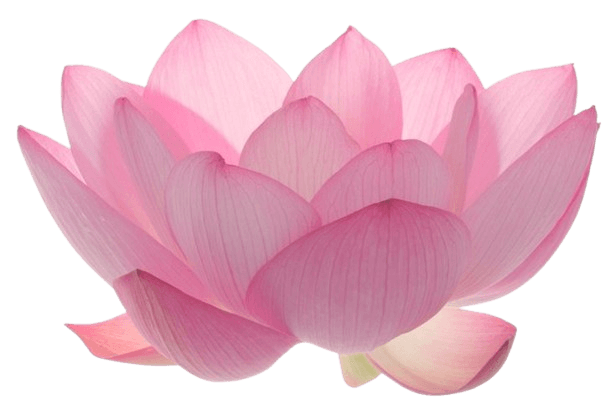 lotus