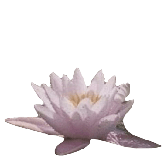 lotus